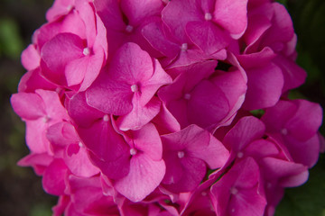 Hydrangea pink flowers in close up