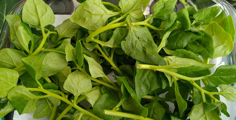 Delicious fresh spinach from the organic fair.