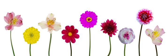 Assorted colorful spring flowers isolated white