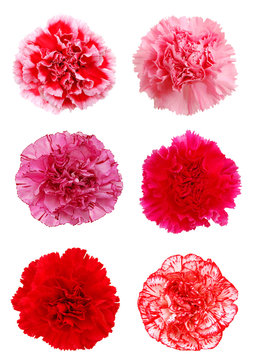 A set of carnation flowers