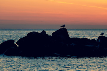 seagulls at sunset in sea rocks