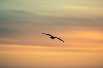 seagull in the sunset