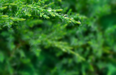 Green juniper branch with pure rain drop and blurred background with copy space for graphic material, wallpaper and backdrop. Ecology concept. Macro.