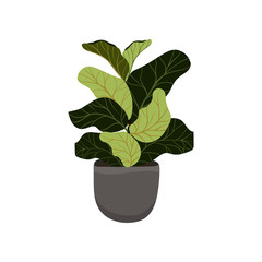 Ficus houseplant in pot isolated on the white background. Exotic plant with stems and leaves. Vector stock illustration - botanical design element.
