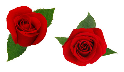Two red rose. Isolated on white background.