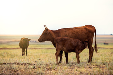 A small brown calf sucks milk from its mother cow. A hungry calf eats milk from its mother. A cow feeds her baby milk in a green pasture. Brown and white calf with his mother cow in a farm.