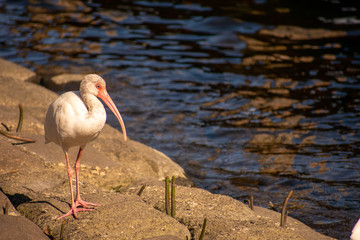 A White Ibis Standing on Rocks Next to the Water