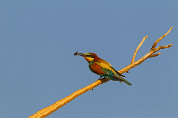 Ein Bienenfresser mit einer Biene im Schnabel frei am Ast sitzend bei blauem Himmel.