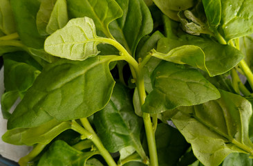 Delicious fresh spinach from the organic fair.