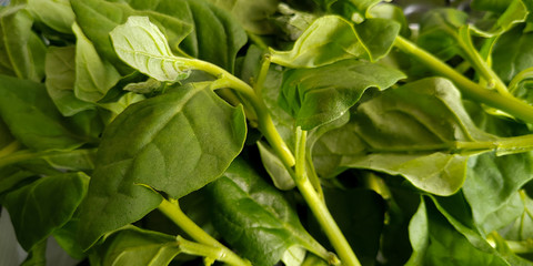 Delicious fresh spinach from the organic fair.