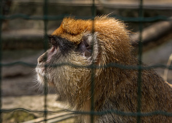 Brown monkey primate sitting in cage