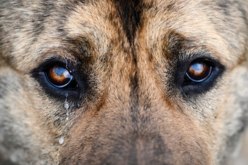 Middle-Asian shepherd close-up brown, looks wistfully and cries. Sad dog with tears in his eyes. A...