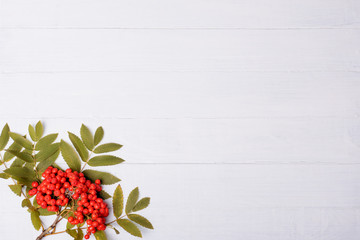 white  wooden background with rowan