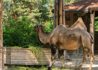 Zoo humpback camel eating grass