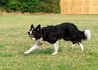 Naklejka na ściany i meble Black and white collie playing and jumping on the grass