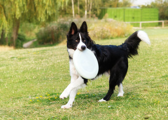 BBlack and white collie playing and jumping on the grass