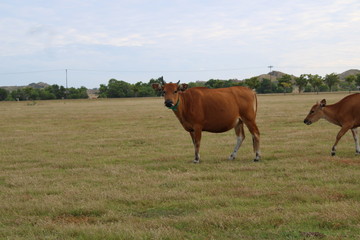 A brown cow stands in a large grassy pasture looking at the camera, with another calf walking...