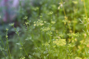 Close up of blooming dill flowers in garden. Yellow flowers of dill (Anethum graveolens)