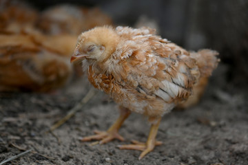 A small sickly brown chicken of the breed of broiler Sasso XL 551, stands alone apart from the other birds with closed eyes, ruffled feathers and rests. Portrait of a sleeping broiler chicken close up