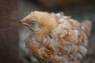 A small sickly brown chicken of the breed of broiler Sasso XL 551, stands alone on the side with closed eyes, ruffled feathers and rests. Portrait of a brown broiler chicken close-up