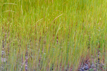 green grass texture background view of grass garden Ideal concept used for making green flooring. green lawn pattern texture background