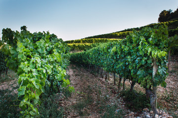 Fototapeta na wymiar Grape leaves in a sunny vineyard.