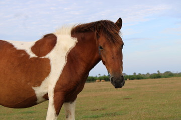Obraz premium brown horse is looking for food in the savanna. the horse is eating grass.