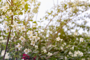 Jasmine spring flowers. Close up of jasmine flowers in a garden