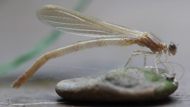 Nahaufnahme einer Kleinlibelle