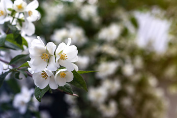 Jasmine spring flowers. Close up of jasmine flowers in a garden