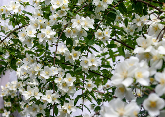 Jasmine spring flowers. Close up of jasmine flowers in a garden