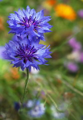 Cornflower or bachelor's button flower in a thicket of bushes in summer.