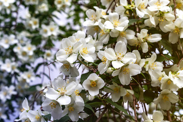 Jasmine spring flowers. Close up of jasmine flowers in a garden