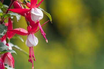 Close up of pink and white fuchsias in bloom