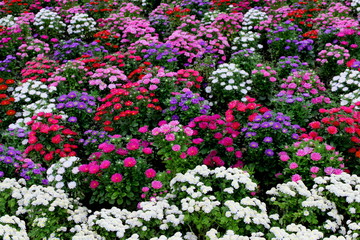 White, pink, violet or purple chrysanthemum plants in flower shop. Bushes of burgundy chrysanthemums garden or park outdoor. Chrysanthemum flower with leaves pattern colorful floral background as card