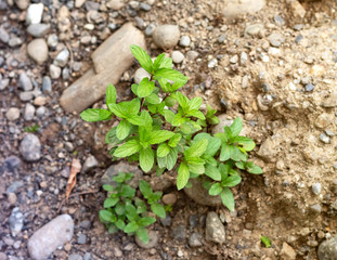 Mint plant grow at vegetable garden. Fresh peppermint in a garden.