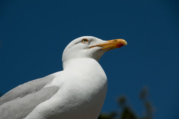 M&ouml;ve vor blauem Himmel