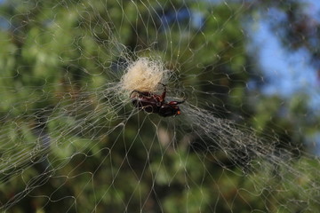 A large, white, fluffy spider egg sac and a dark insect are suspended in an intricate web outdoors.