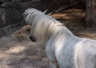 White little horse in paddock