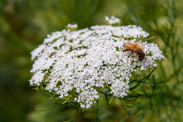 Honey Bee on White Queen Anne's Lace with Abstract Foliage Background