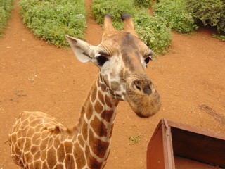 portrait of a giraffe