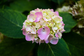Delicate pink hydrangea. Hydrangea inflorescences. Green background.  Flowering hortensia plant with leaves