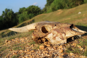Cow skulls with horns on the field. cow skull in realm liar. cows die and dry up leaving a skull