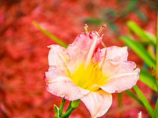 Fototapeta premium There's nothing like a pretty flower