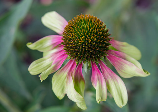 Close-up of Pink and Green Coneflower Echinacea with Abstract Background