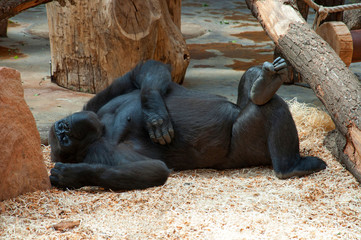 Funny happy lazy black gorilla relaxing in zoo. Lazy monkey gorilla laying & have fun. Monkey gorilla lazy funny put leg on leg happy resting on lunch siesta. Big gorilla monkey happy animal slipping