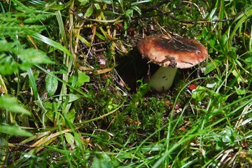 Blocked wild mushrooms on a green meadow