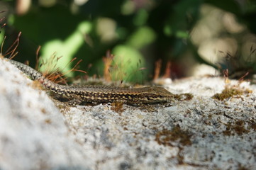 jeune lézard des murailles sur un muret - reptile
