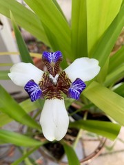 Beautiful Walking Iris flower