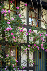 Fototapeta na wymiar Idyllische rosarote Rosen Pracht am Fachwerkhaus 